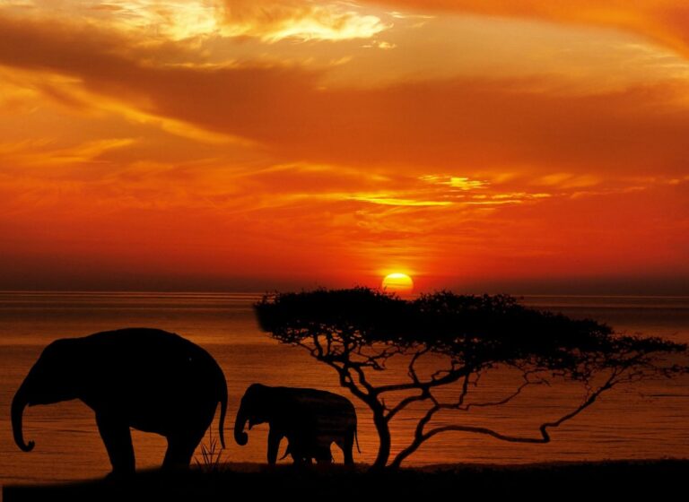 A Typical Day on Safari