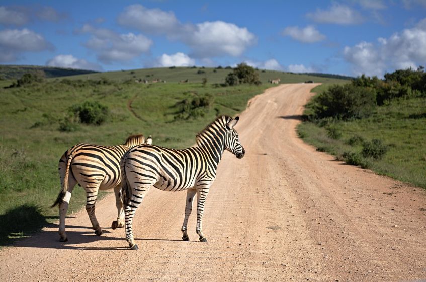 safari day 3